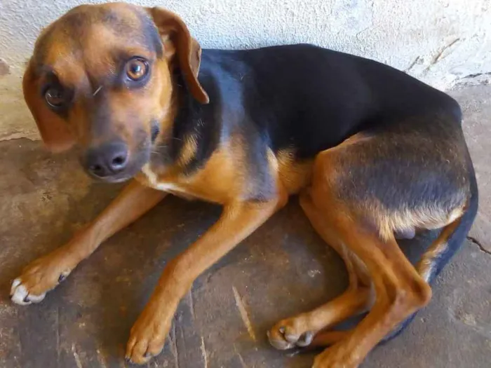 Cachorro ra a Viralata  idade 7 a 11 meses nome Mel e neguinho 