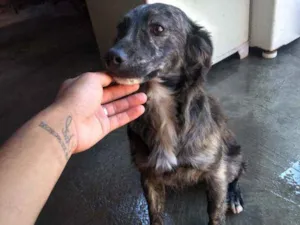 Cachorro raça Vira lata  idade 7 a 11 meses nome Spike