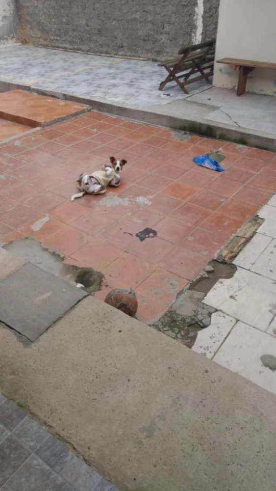 Cachorro ra a SRD idade 7 a 11 meses nome MEL