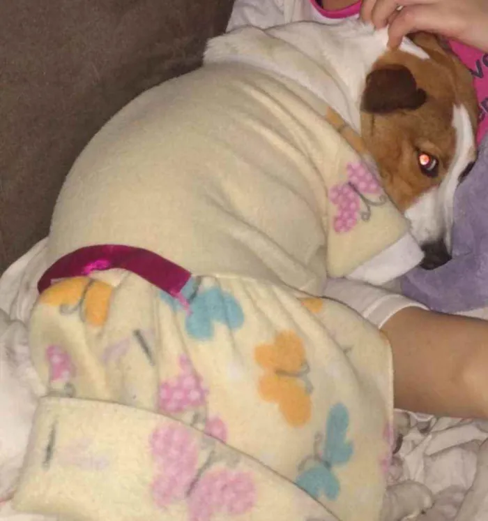 Cachorro ra a SRD idade 7 a 11 meses nome MEL