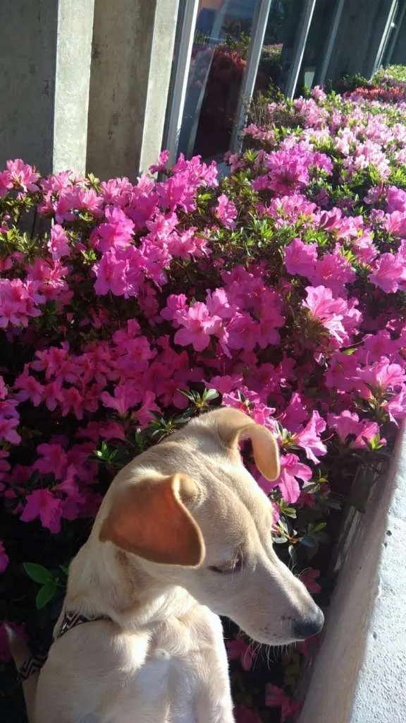 Cachorro ra a Sem raça idade 1 ano nome Luna