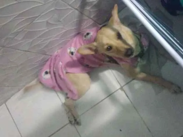 Cachorro ra a Sem raça idade 1 ano nome Luna
