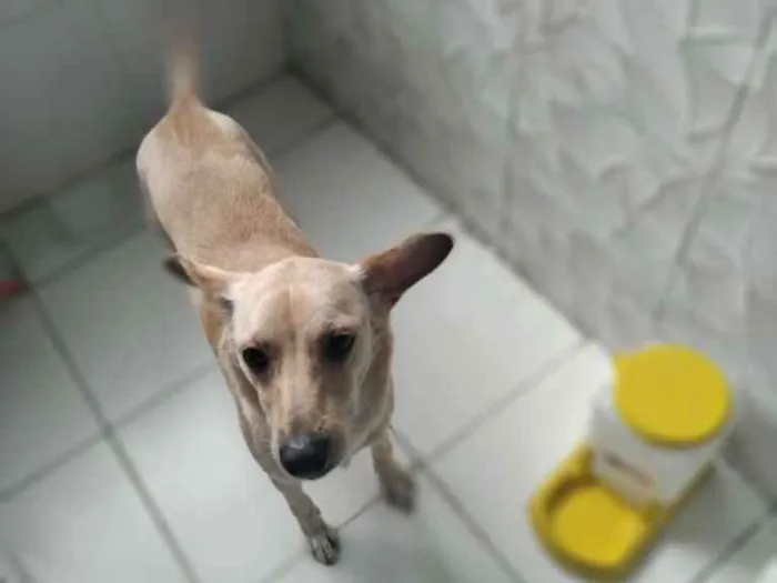 Cachorro ra a Sem raça idade 1 ano nome Luna