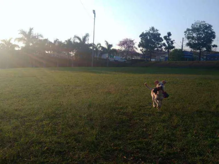 Cachorro ra a Sem raça idade 1 ano nome Luna