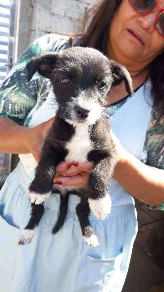 Cachorro ra a Srd idade Abaixo de 2 meses nome Tarala
