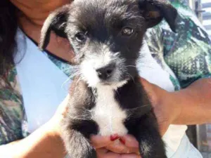 Cachorro raça Srd idade Abaixo de 2 meses nome Tarala
