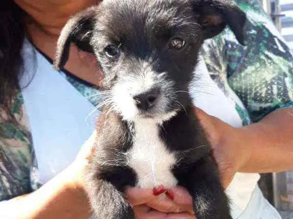 Cachorro ra a Srd idade Abaixo de 2 meses nome Tarala