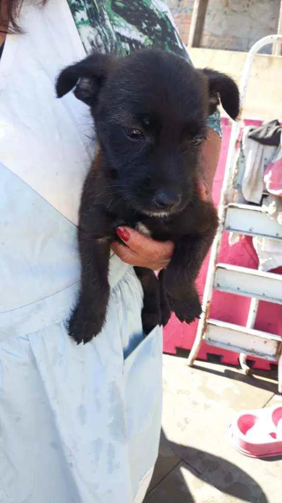 Cachorro ra a Srd idade Abaixo de 2 meses nome Shiva