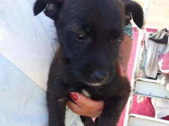 Cachorro ra a Srd idade Abaixo de 2 meses nome Shiva