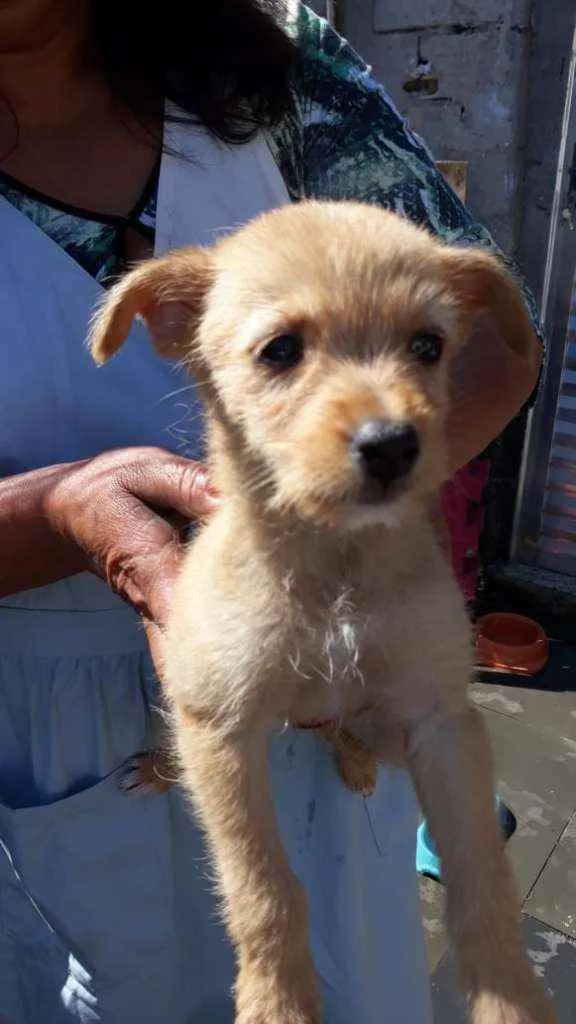 Cachorro ra a Srd idade Abaixo de 2 meses nome Shambala