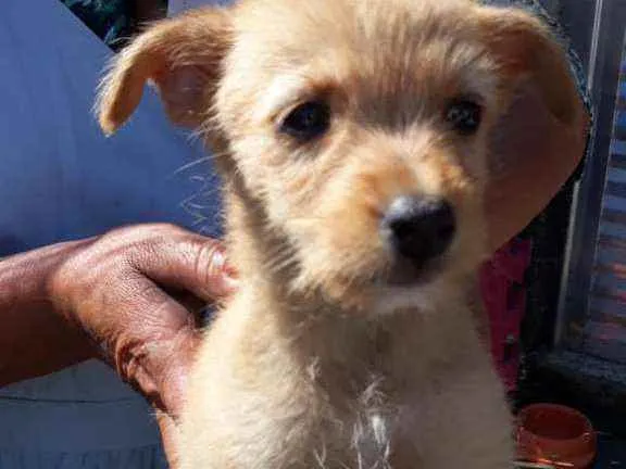 Cachorro ra a Srd idade Abaixo de 2 meses nome Shambala