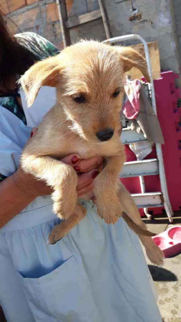 Cachorro ra a Srd  idade Abaixo de 2 meses nome Shandi