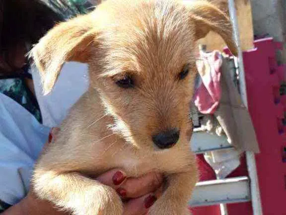 Cachorro ra a Srd  idade Abaixo de 2 meses nome Shandi