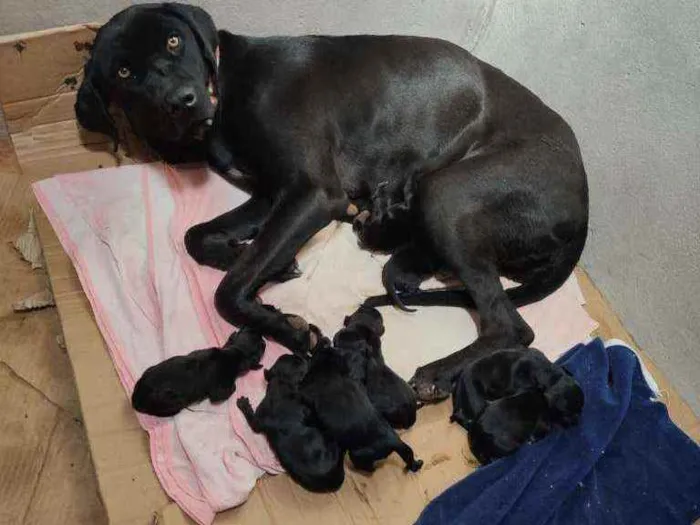 Cachorro ra a SRD idade Abaixo de 2 meses nome Filhotes