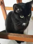 Gato Preto