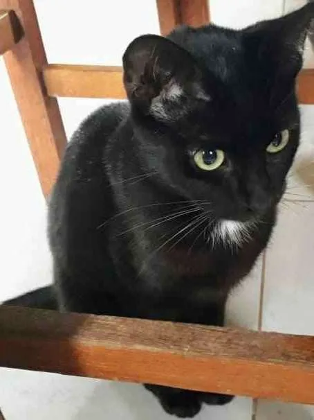 Gato raça SRD idade 7 a 11 meses nome Gato Preto