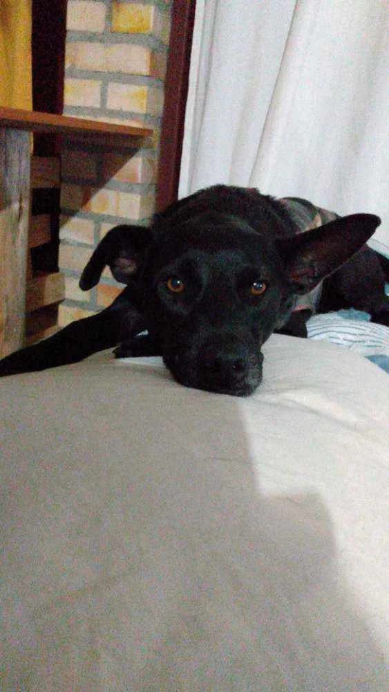 Cachorro ra a Srd idade 1 ano nome Lilica