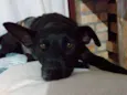 Lilica