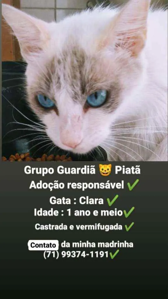 Gato raça Sem raça definida  idade 1 ano nome Clara