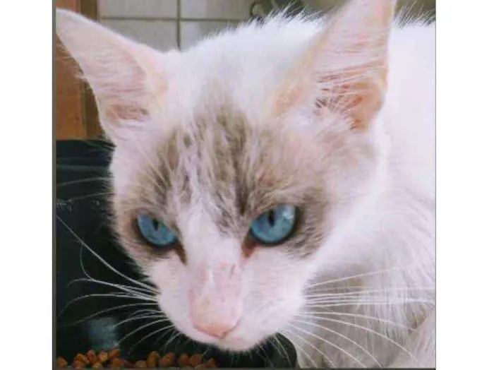 Gato raça Sem raça definida  idade 1 ano nome Clara