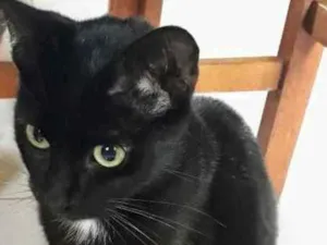 Gato raça SRD idade 7 a 11 meses nome Gato Preto