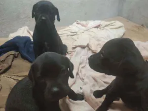 Cachorro raça SRD idade Abaixo de 2 meses nome Filhotes