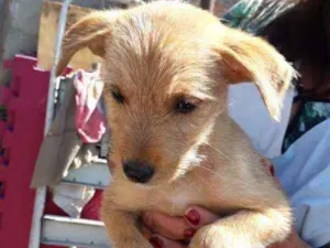 Cachorro raça Srd  idade Abaixo de 2 meses nome Shandi
