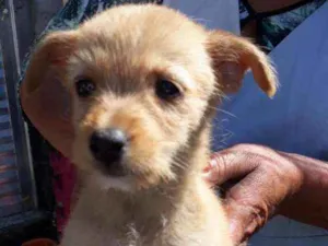 Cachorro raça Srd idade Abaixo de 2 meses nome Shambala