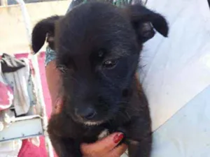 Cachorro raça Srd idade Abaixo de 2 meses nome Shiva