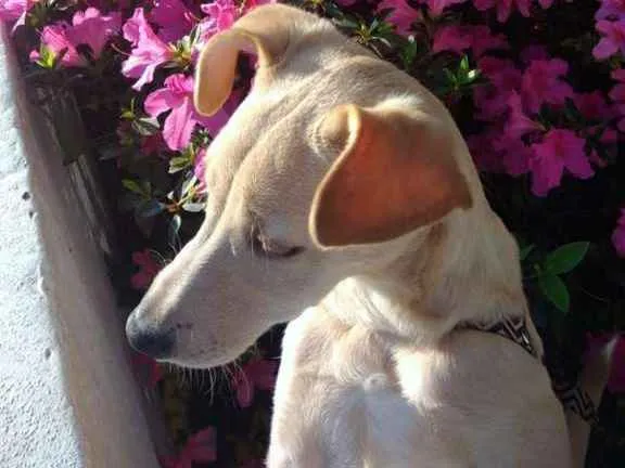 Cachorro ra a Sem raça idade 1 ano nome Luna