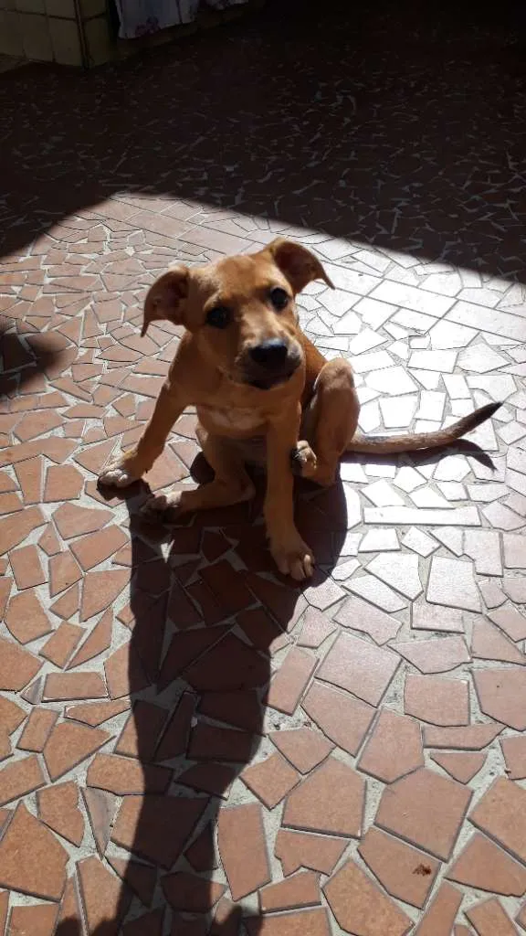 Cachorro ra a SRD-ViraLata idade 2 a 6 meses nome Maria Flor