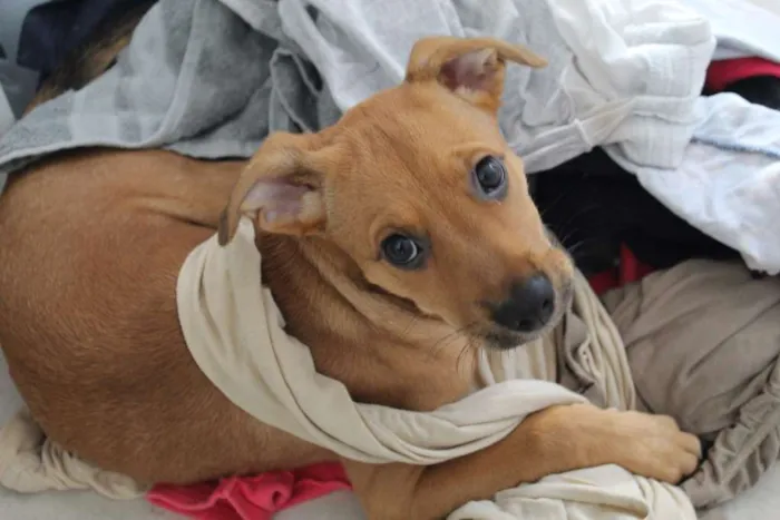 Cachorro ra a SRD-ViraLata idade 2 a 6 meses nome Maria Flor