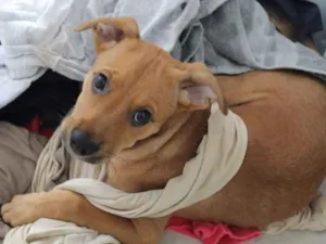 Cachorro raça SRD-ViraLata idade 2 a 6 meses nome Maria Flor