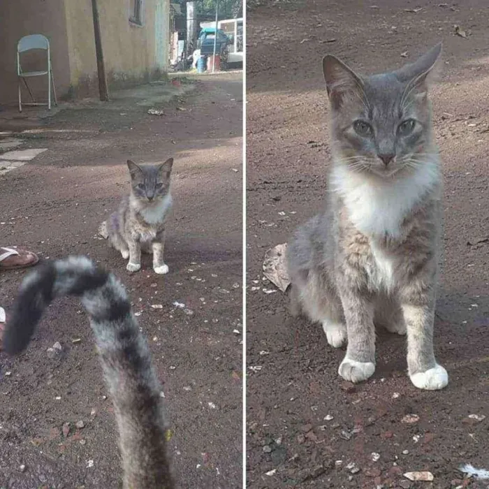Gato ra a Srd idade 1 ano nome Miguel