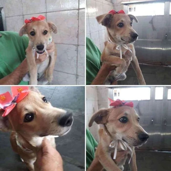 Cachorro ra a Srd idade 7 a 11 meses nome Joana