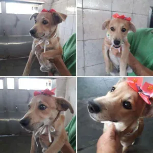 Cachorro raça Srd idade 7 a 11 meses nome Joana