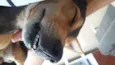 Bolinha