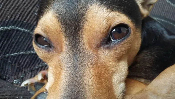 Cachorro ra a Pinscher idade 3 anos nome Bolinha