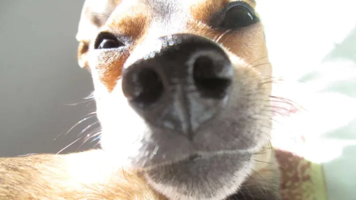 Cachorro ra a Pinscher idade 3 anos nome Bolinha