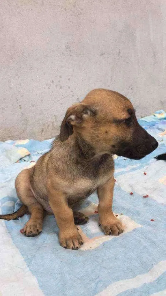 Cachorro ra a SRD idade 2 a 6 meses nome Davi