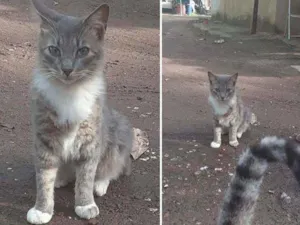 Gato raça Srd idade 1 ano nome Miguel