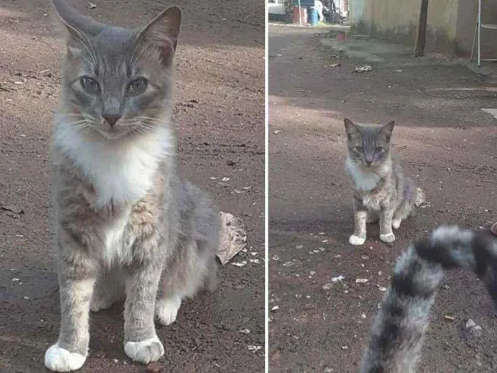 Gato ra a Srd idade 1 ano nome Miguel
