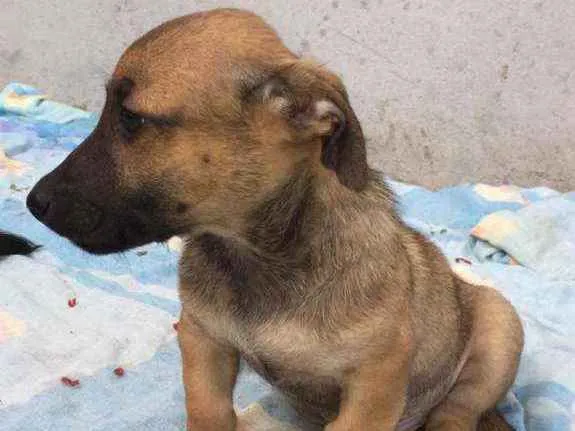 Cachorro ra a SRD idade 2 a 6 meses nome Davi