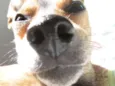 Bolinha