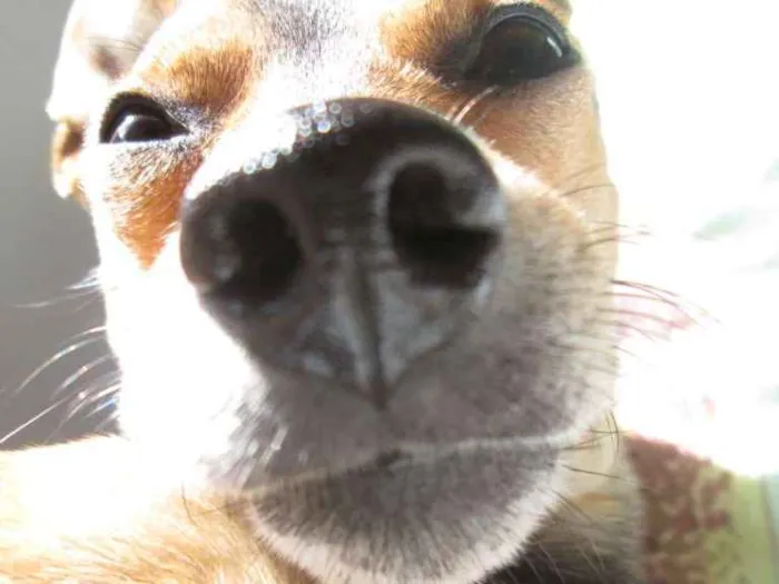 Cachorro ra a Pinscher idade 3 anos nome Bolinha