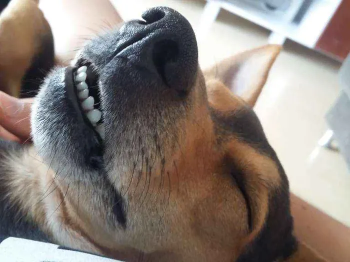Cachorro ra a Pinscher idade 3 anos nome Bolinha