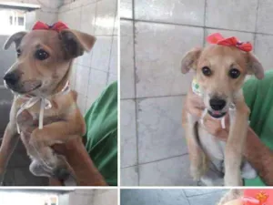 Cachorro raça Srd idade 7 a 11 meses nome Joana