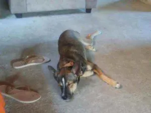 Cachorro raça Vira lata idade 7 a 11 meses nome Mel