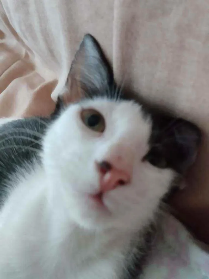Gato raça Srd idade 2 a 6 meses nome Cindy