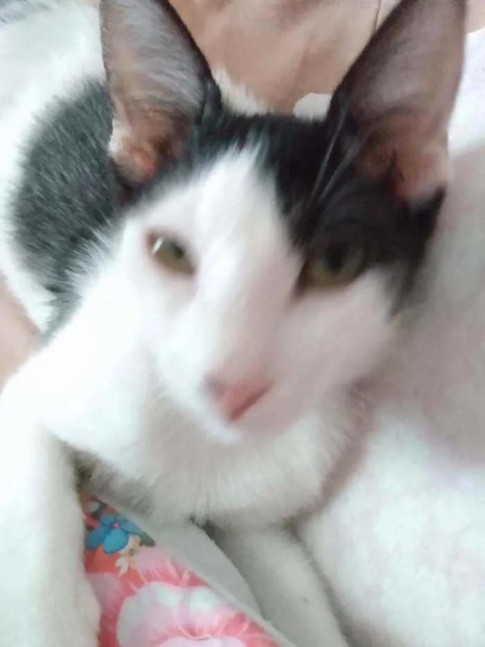 Gato raça Srd idade 2 a 6 meses nome Cindy